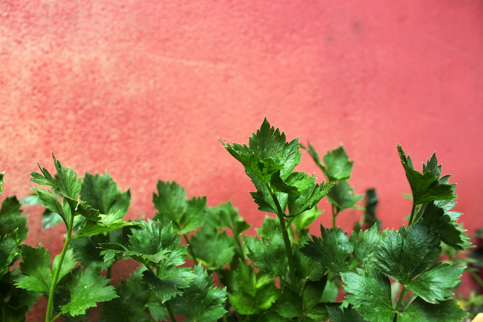 If You Eat Celery Every Day, This Can Happen to Your Body