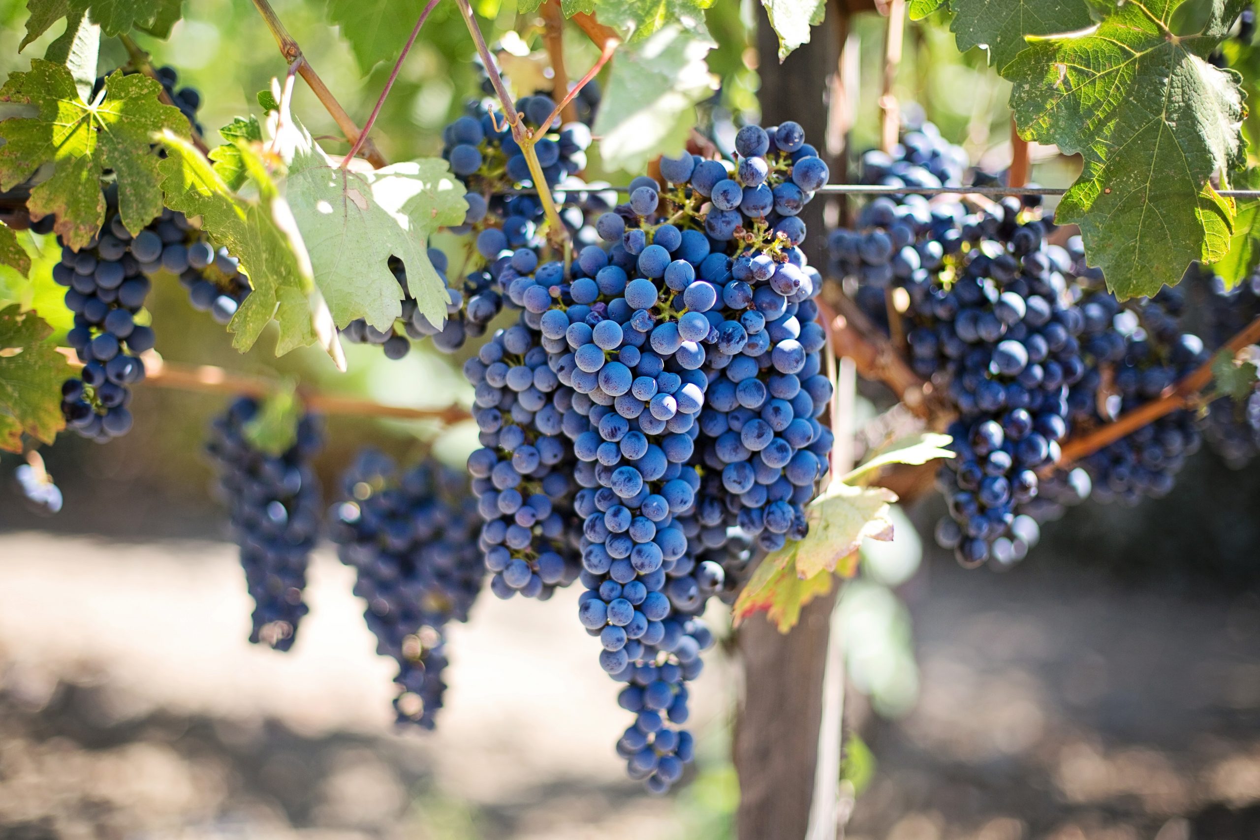 This Is What Happens To Your Body If You Eat Grapes Every Day For One Month