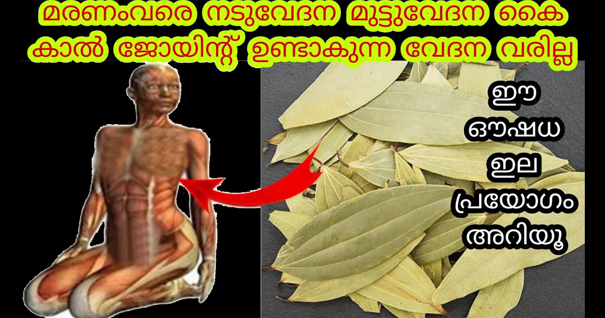 ജോയിന്റുകളിലെ നീർക്കെട്ടും അമിതമായ സ്ട്രെസ്സും ഇല്ലാതാക്കാൻ ഈ ഒറ്റ ഡ്രിങ്ക് മാത്രം മതി…| health benefits of bay leaf Malayalam