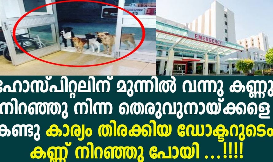 തെരുവ് നായ്ക്കളെല്ലാം ആശുപത്രിയുടെ വാതിൽക്കൽ നിൽക്കുന്നു അന്വേഷിച്ചപ്പോഴാണ് ഞെട്ടിക്കുന്ന വിവരം അറിഞ്ഞത്