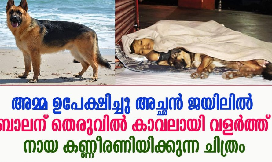 അച്ഛനും അമ്മയും ഇല്ലാത്ത കുഞ്ഞിന് അഭയമായി ഒരു തെരുവ് നായ അവരുടെ കഥ ഇങ്ങനെ