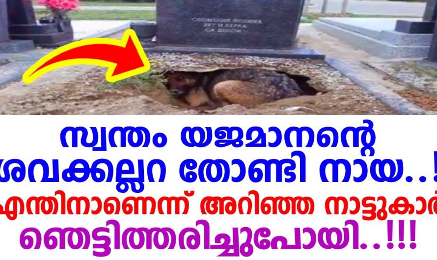 യജമാനന്റെ കല്ലറ തോണ്ടി നായ എന്നാൽ സത്യമതായിരുന്നില്ല പിന്നീട് സംഭവിച്ചത് ഏവരെയും ഞെട്ടിക്കുന്ന കാഴ്ച