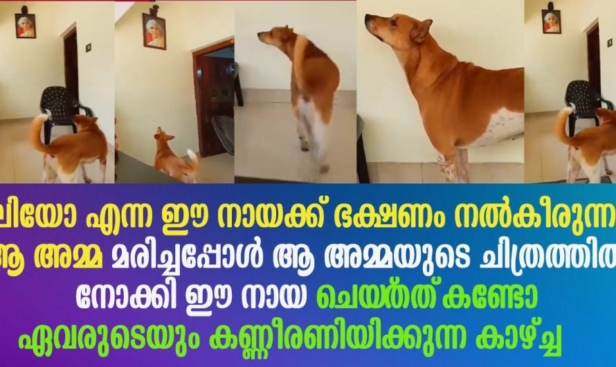 സ്ഥിരമായി ഭക്ഷണം കൊടുത്തിരുന്ന ഒരു അമ്മ എന്നാൽ ആ അമ്മയുടെ മരണശേഷം ആ നായ ചെയ്തത് കണ്ടോ