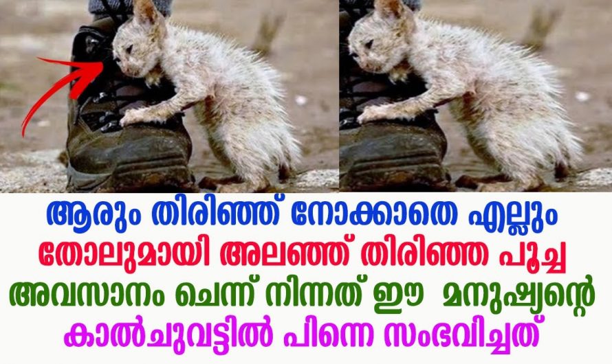 ആരും കണ്ടാലും അറക്കുന്ന കോലത്തിൽ വന്ന ആ ഒരു പൂച്ചയെ രക്ഷിച്ചത് ഈ മനുഷ്യൻ എന്നാൽ ഇന്നത്തെ ആ പൂച്ചയുടെ കോലം കണ്ട് അന്തളിച്ച് നിൽക്കുകയാണ് ചുറ്റുമുള്ളവർ