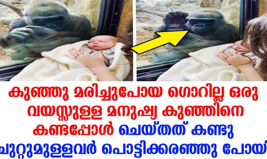 ആ അമ്മ ഗോറില്ലയുടെ അടുത്തേക്ക് തന്റെ കുഞ്ഞിനെ നീട്ടി വെച്ചുകൊടുത്തു ശേഷം ഉണ്ടായത് ആരുടെയും കണ്ണ് നിറയിക്കുന്നത്