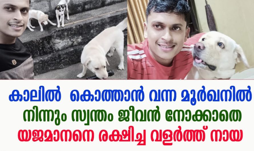 സ്വന്തം ജീവൻ രക്ഷിച്ച ആ ടോബി എന്ന നായയെ യജമാനൻ ചെയ്തത് കണ്ടോ