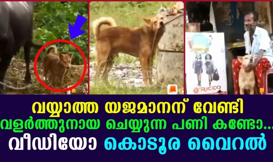 വളർത്തു നായ്ക്കളെ ആയാൽ ഇങ്ങനെ വേണം ആരായാലും ഇതുപോലെയുള്ള ഒരു നായയെ കിട്ടാൻ കൊതിച്ചു പോകും