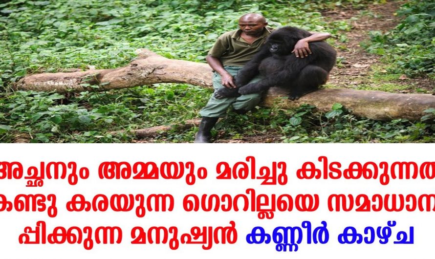 മാതാപിതാക്കൾ ഗോറില്ല കുഞ്ഞിനെ സ്വന്തം ഒരു കൂടപ്പിറപ്പായി നോക്കിയ അദ്ദേഹം വലിയൊരു മനസ്സിന് ഉടമ തന്നെയാണ്