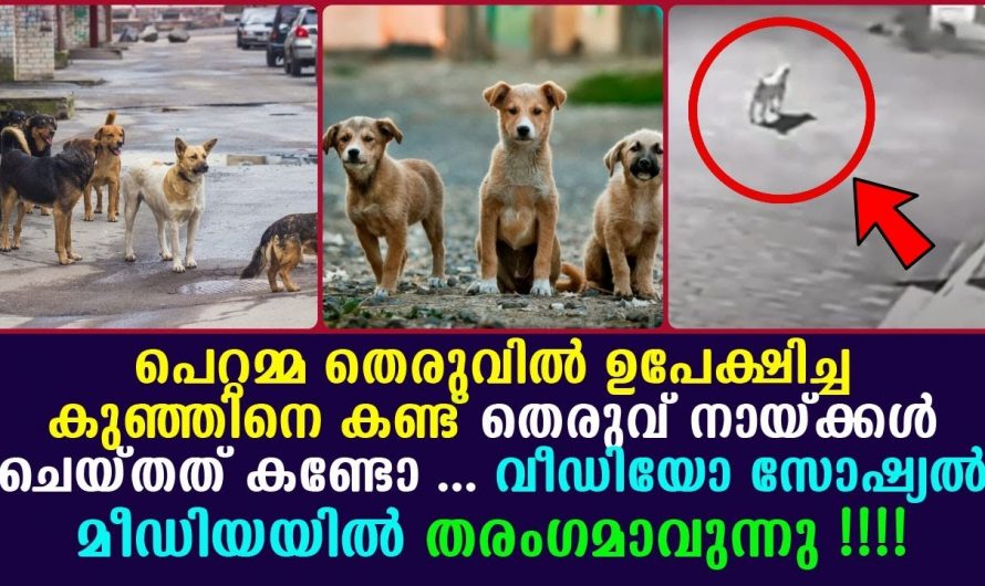 കുപ്പത്തൊട്ടിയിൽ വലിച്ചെറിഞ്ഞ ചോര കുഞ്ഞിനെ കാവലായി നിന്നത് തെരുവ് നായ്ക്കൾ