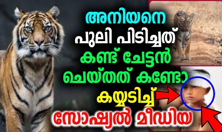 അനിയനെ ആക്രമിക്കാൻ വന്ന പുലിയെ തലങ്ങും വിലങ്ങും അടിച്ചോടിപ്പിച്ച ജേഷ്ഠൻ