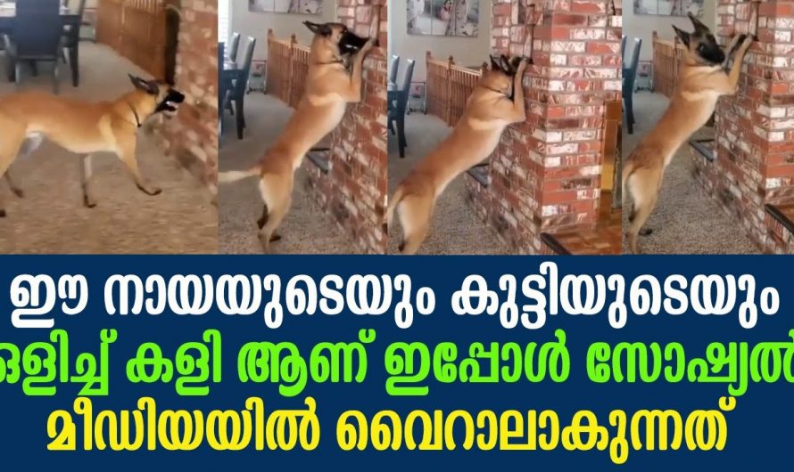 വീട്ടിൽ ആരുമില്ലാത്തപ്പോൾ ആ നായയും കുട്ടിയും ചെയ്തത് കൊണ്ട് അമ്പരന്നു വീട്ടിലുള്ളവർ