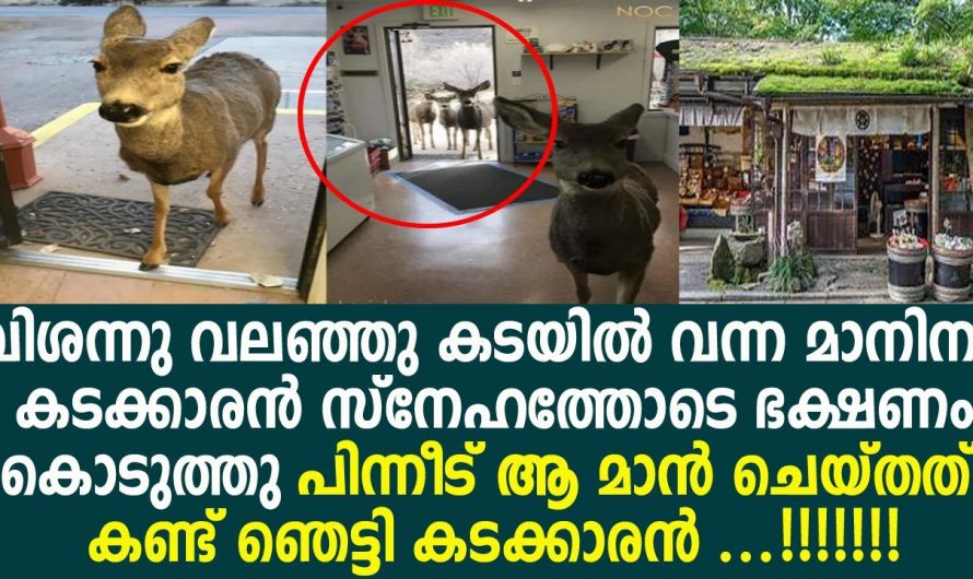 തനിക്ക് കിട്ടിയതുപോലെ ഒരു നേരത്തെ ആഹാരം തന്റെ കുടുംബത്തിനും കിട്ടാൻ ആഗ്രഹിച്ച ആ മാനിന് സംഭവിച്ചത് കണ്ടോ