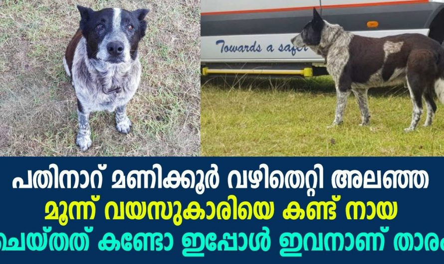 വഴിതെറ്റിയ ആ മൂന്നു വയസ്സുകാരിക്ക് 16 മണിക്കൂർ കാവൽ നിന്ന് ആ നായ