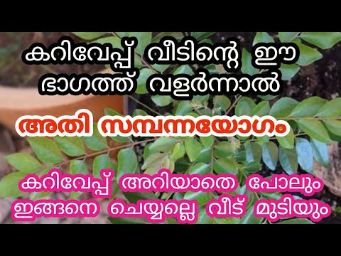 നിങ്ങളുടെ വീടുകളിൽ കറിവേപ്പില ഈ ഭാഗത്താണോ എന്നാൽ നിങ്ങൾക്ക് വളരെയേറെ ദോഷം