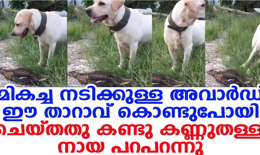 ജീവൻ രക്ഷിക്കാനായി ആ താറാവ് ചെയ്തത് കണ്ടോ