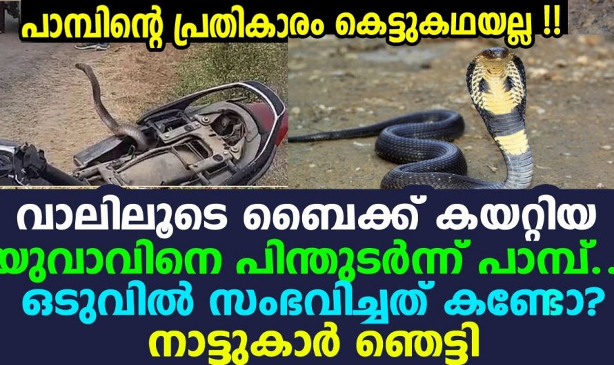കെട്ടുകഥ ഇല്ല നോവിച്ച പാമ്പ് തിരിച്ചുവന്ന് പണിതരും അങ്ങനെയുള്ള ഒരു യഥാർത്ഥ സംഭവം