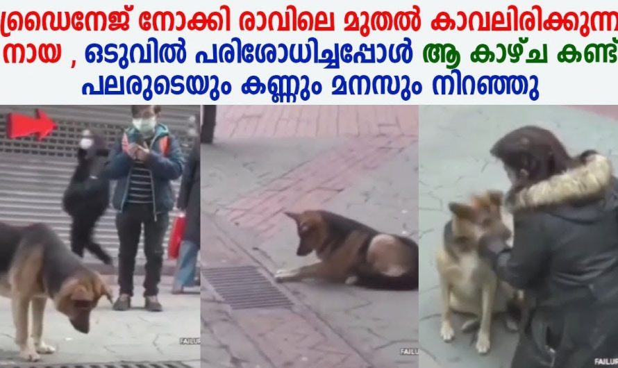 നന്ദിയില്ലാത്ത മനുഷ്യരെ നിങ്ങൾ ഇതൊന്നു കാണുക ഈ നായ ചെയ്തത് കണ്ടോ