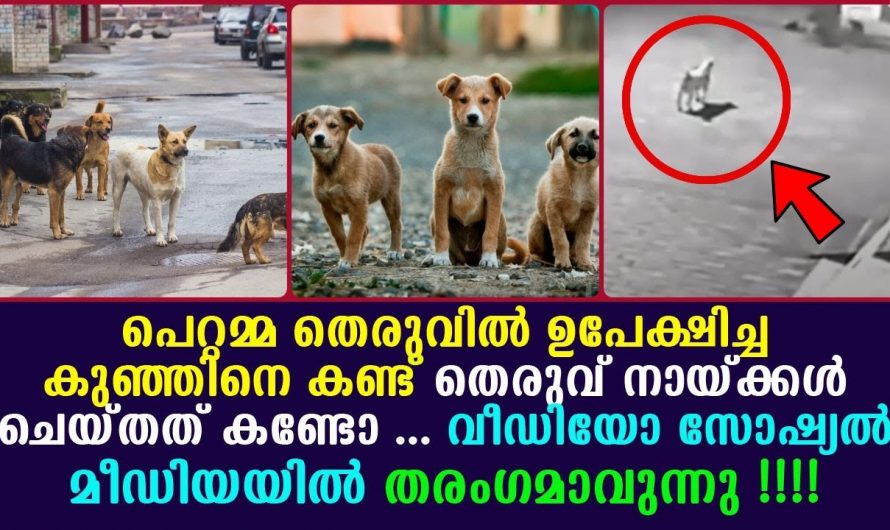 വളർത്താൻ കഴിഞ്ഞില്ലെങ്കിൽ പ്രസവിക്കരുത് ഒരമ്മമാരും ഇത്തരത്തിലുള്ള പ്രവർത്തികൾ ചെയ്യരുതേ….