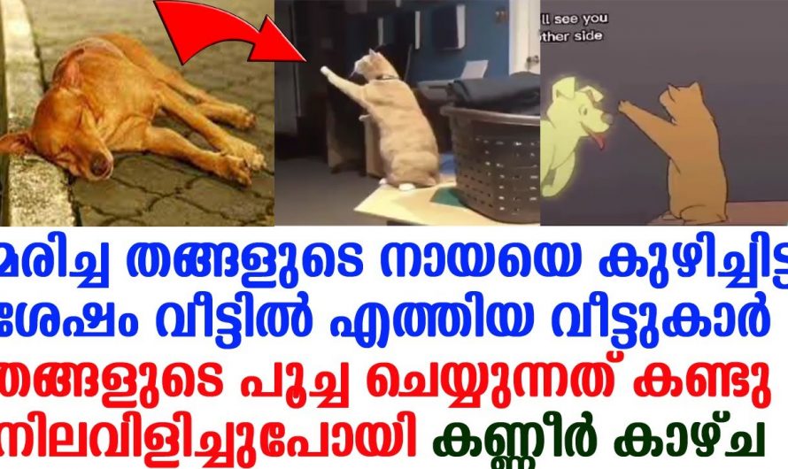 വലിയ സുഹൃത്തുക്കളായിരുന്ന ആ പൂച്ചയെ നായയും ആ നായയുടെ മരണശേഷം ആ പൂച്ചയ്ക്ക് സംഭവിച്ചത് കണ്ടോ