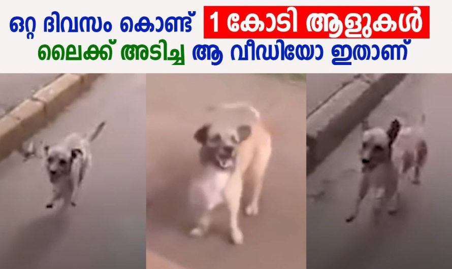 പരിക്കുപറ്റി യജമാനന്റെ പിന്നാലെ ഓടി നായ സംഭവം വൈറലായത് ഇങ്ങനെ