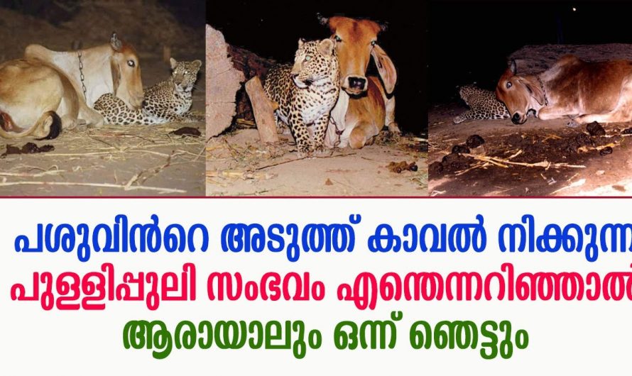 പശുവിനെ തേടി ദിവസവും വരുന്ന ആ പുലിയുടെ പിന്നിലെ രഹസ്യം അറിഞ്ഞപ്പോഴാണ് ഞെട്ടിക്കുന്ന വിവരമറിഞ്ഞത്