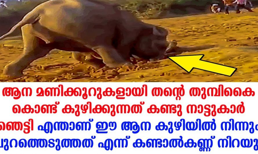 തുമ്പിക്കൈ പൊട്ടിയിട്ടും കുഴിക്കുന്നത് നിർത്തിയില്ല ചെന്ന് നോക്കിയപ്പോഴാണ്  മണ്ണിനടിയിലെ  കാഴ്ച കണ്ടത്