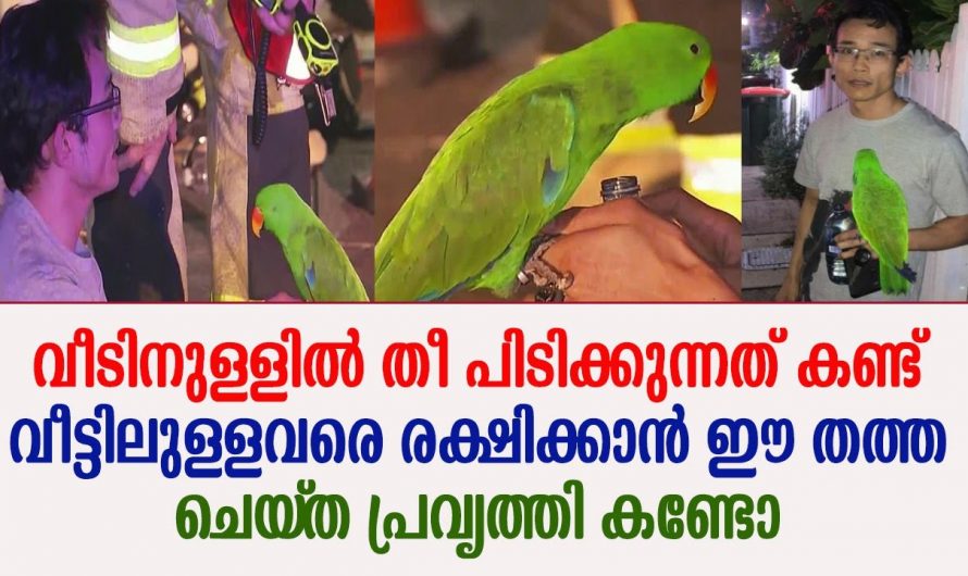 ആ തത്ത വിളിച്ചുണർത്തിയില്ലെങ്കിൽ ഇന്ന് ആ കുടുംബം തന്നെ ജീവിച്ചിരിപ്പുണ്ടാകില്ലായിരുന്നു