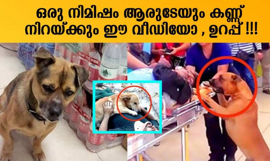 ഈ യജമാനന്റെ കൂടെ ആശുപത്രിയിലേക്ക് ഓടി നായ ആരുടെയും ഹൃദയമിടിപ്പിക്കും