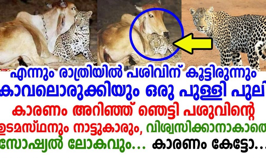 രാത്രിയിൽ വന്ന ആ പുള്ളി പുലിയെ ആ വീട്ടിൽ ഉടമസ്ഥൻ കണ്ടപ്പോൾ കണ്ട കാഴ്ച ഞെട്ടിക്കുന്നതായിരുന്നു