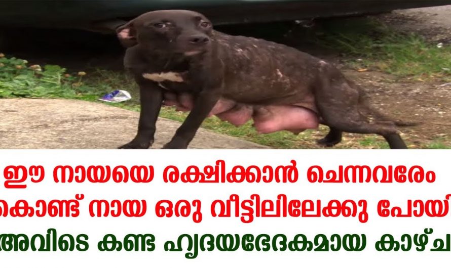 പെറ്റമ്മയുടെ വേദന ഒരു അമ്മയ്ക്ക് മാത്രമാണ് തിരിച്ചറിയാൻ സാധിക്കുക എന്നാൽ ആ നായക്ക് സംഭവിച്ചത് കണ്ടോ