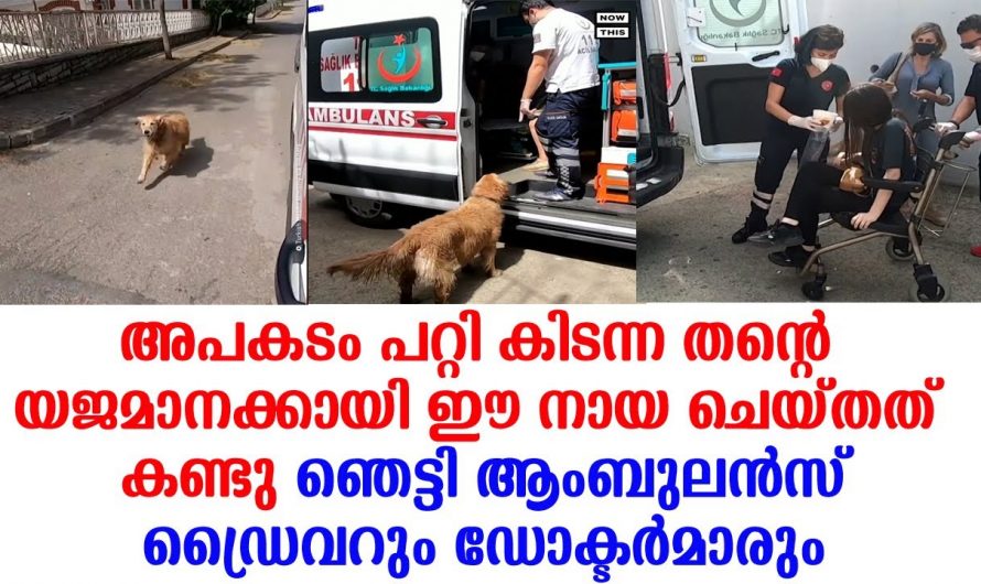 ആംബുലൻസിൽ കയറി ആശുപത്രിയിലേക്ക് ഈ യജമാനിനെ പിന്തുടർന്ന് നായ പിന്നീട് ഉണ്ടായത് കണ്ടോ