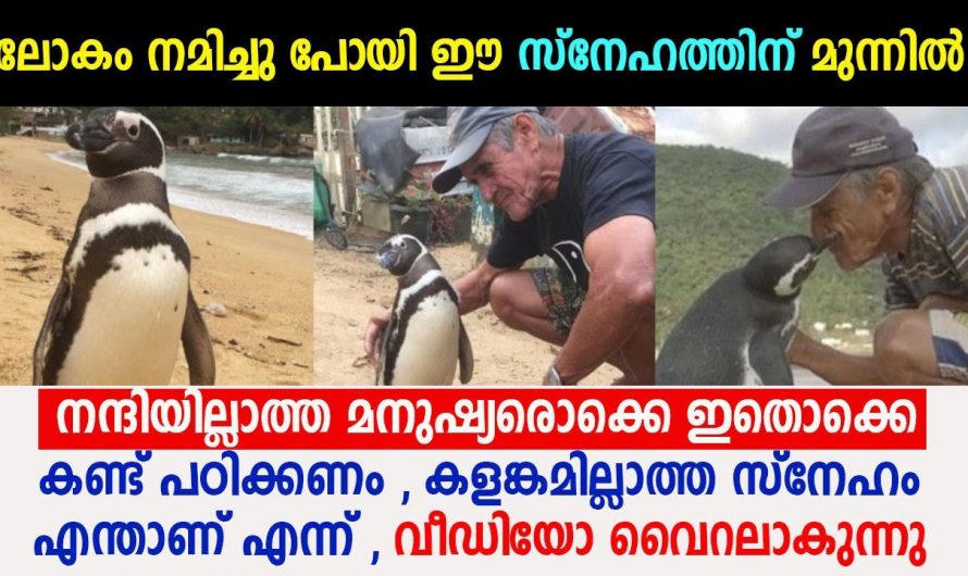 5000 മൈലുകൾ താണ്ടി പെൻഗ്വിൻ  അപ്പൂപ്പനെ തേടി വരുന്നത് ആരെയും ഞെട്ടിക്കുന്നതായിരുന്നു