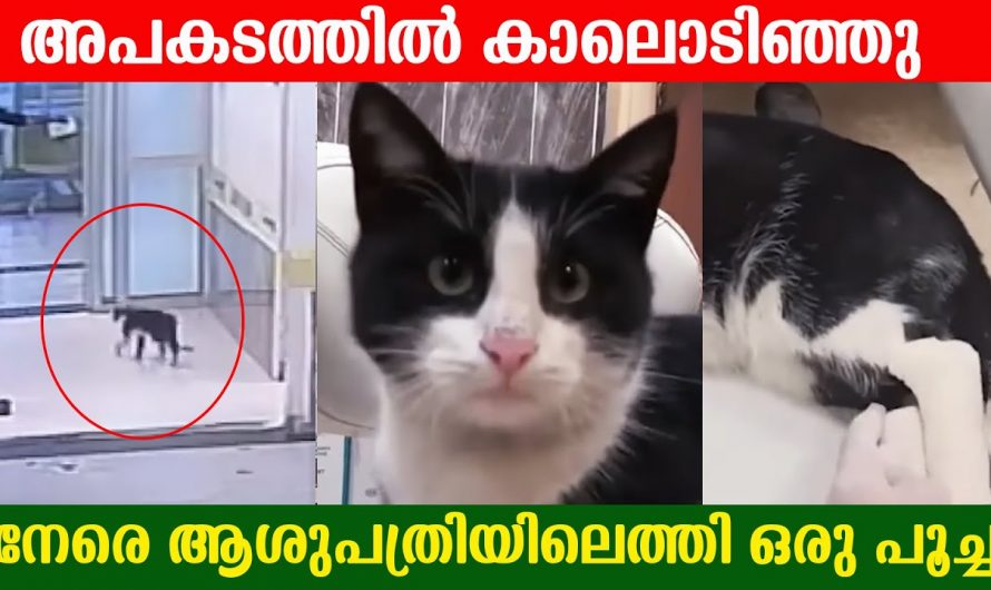 കാലിന് തീരെ വയ്യാതെ കയറി വന്ന പൂച്ചയ്ക്ക് അഭയം കൊടുത്ത് ആശുപത്രി അധികൃതർ