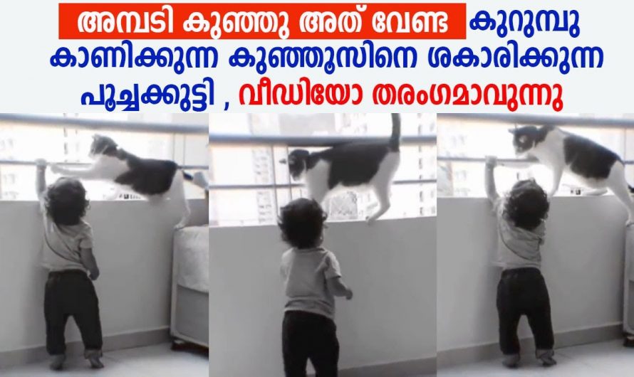 ജനലിയിൽ ഏന്തിപ്പിടിച്ച് കയറാൻ നിന്ന കുഞ്ഞിനെ രക്ഷിക്കുന്ന പൂച്ച കണ്ടാൽ നിങ്ങൾ ഞെട്ടും
