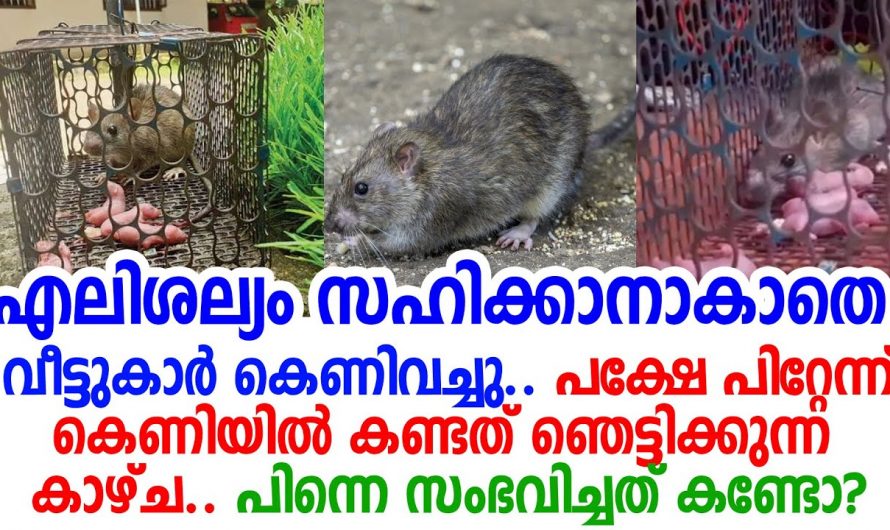 എലി കെണി വെച്ച ഡോക്ടർക്ക് പിന്നീട് കാണേണ്ട വന്ന കാഴ്ച മറ്റൊന്നായിരുന്നു