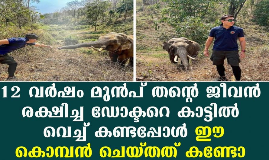 മിണ്ടാപ്രാണികളുടെ നിഷ്കളങ്ക സ്നേഹം ആരും കാണാതെ പോവല്ലേ…