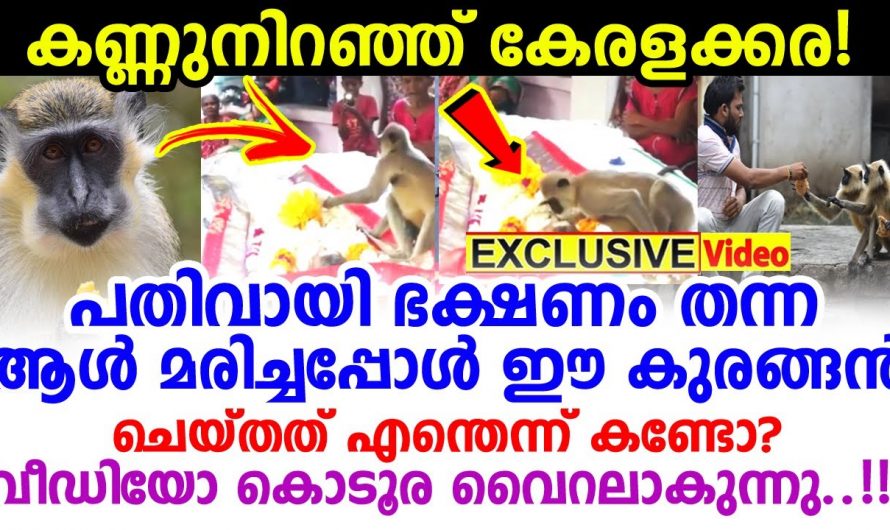 അന്നം കൊടുത്ത കൈകൾ മറക്കാതെ ഒരു കുരങ്ങൻ. അമ്പരന്ന് ബന്ധുക്കൾ. കാഴ്ച കൊടൂര വൈറൽ…