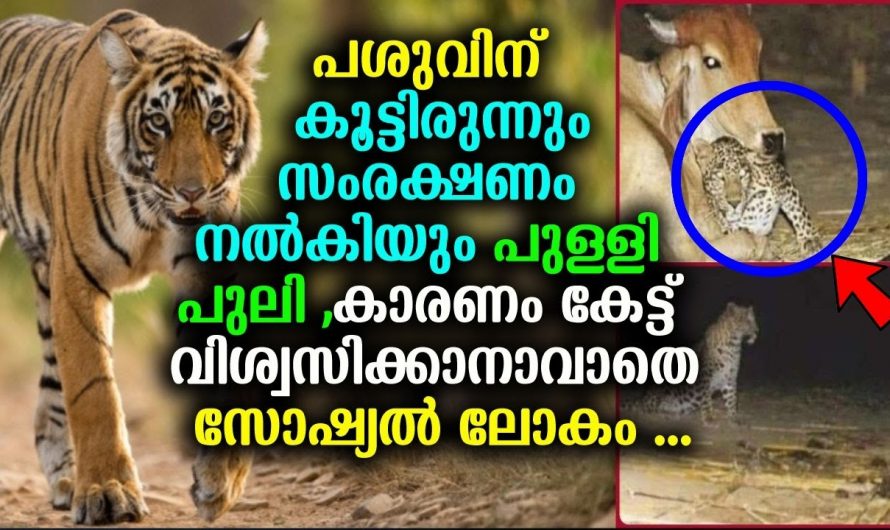 പുള്ളിപ്പുലിയെ പാലൂട്ടി അമ്മ പശു. കാലങ്ങൾക്കിപ്പുറം തള്ള പശുവിനെ കൂട്ടായി പുള്ളിപ്പുലി…