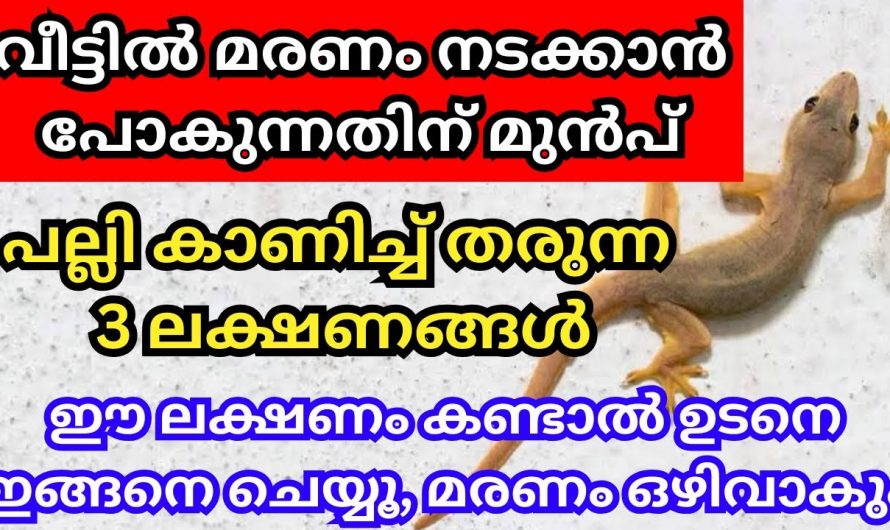 മരണവുമായി ബന്ധപ്പെട്ട് പല്ലി നൽകുന്ന സൂചനകൾ എന്തെല്ലാമെന്നറിയാൻ ഇത് കാണുക…