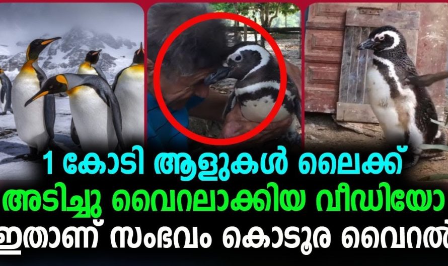 ജീവൻ രക്ഷിച്ച മത്സ്യ തൊഴിലാളിയോട് തൻറെ കടമ വര്‍ഷാവർഷത്തിൽ തീർത്തുകൊണ്ടിരിക്കുന്ന ഒരു പെൻഗീൻ…