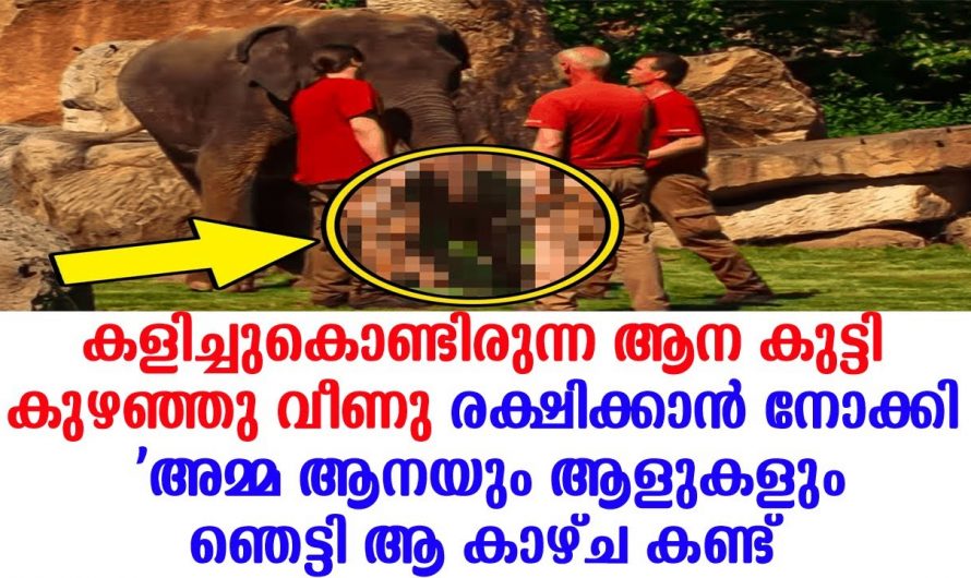 ആനക്കുട്ടി തളർന്നു വീഴുന്നത് കണ്ടു ഓടിക്കൂടിയ ആളുകൾക്ക് പറ്റിയ അമളി കണ്ടോ…