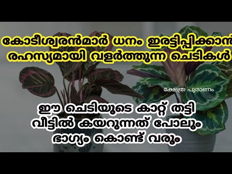 സമ്പന്നരാകാൻ നിങ്ങൾ വീട്ടിൽ ഇത്തരം ചെടികൾ വളർത്തുന്നുണ്ടോ? എങ്കിൽ ഇതൊക്കെ കേൾക്കുക…