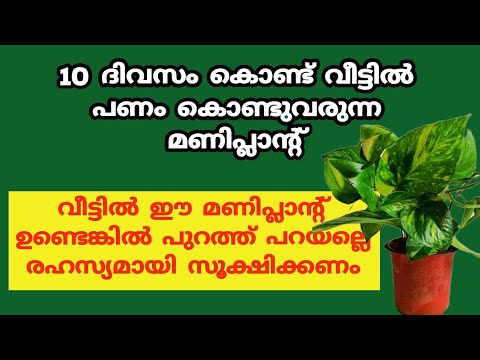 നിങ്ങളുടെ വീടുകളിലെ മണി പ്ലാൻറ് ഇത്തരത്തിൽ ഒന്ന് ചെയ്തു നോക്കൂ…