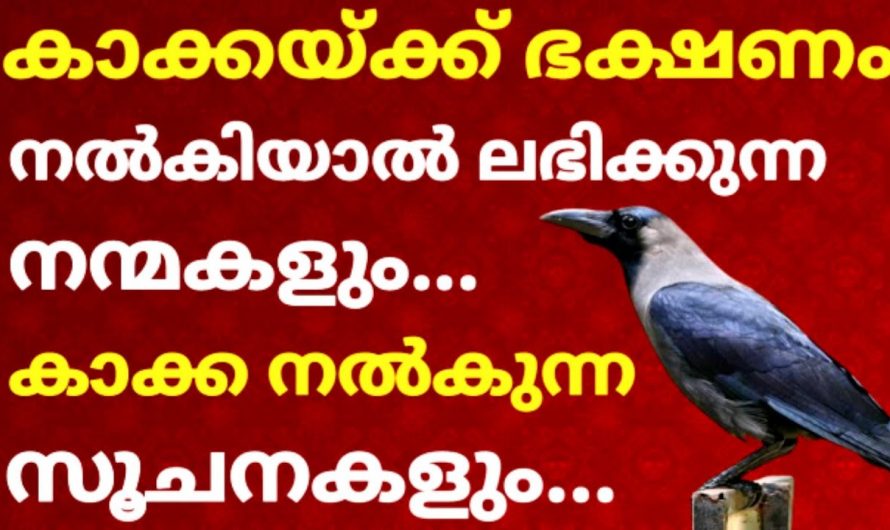 നിങ്ങൾ സ്ഥിരമായി കാക്കയ്ക്ക് ഭക്ഷണം കൊടുക്കാത്തവരാണ് എങ്കിൽ ഇത്തരത്തിൽ ഒന്ന് ചെയ്തു നോക്കൂ…