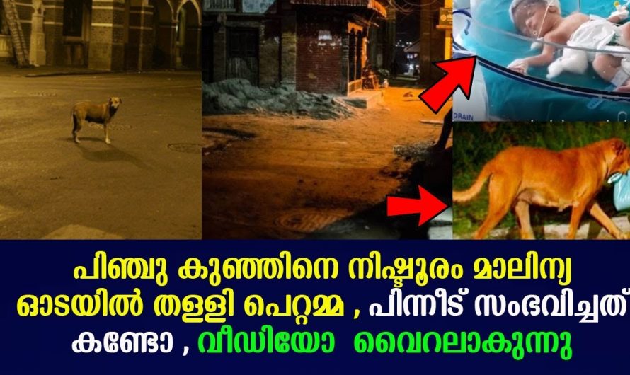 നൊന്തു പെറ്റ കുഞ്ഞിനെ നിഷ്ഠൂരമായി കൊന്നുകളയാൻ വലിച്ചെറിഞ്ഞ പെറ്റമ്മ…