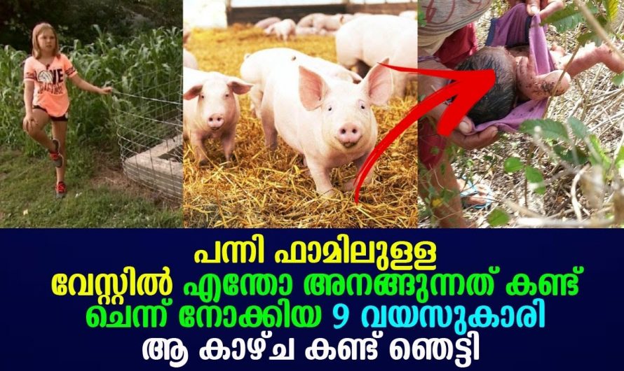 പന്നി ഫാമിലെ വേസ്റ്റിൽ നിന്ന് ലഭിച്ചത് ജീവനുള്ള മനുഷ്യ കുഞ്ഞിനെ. ഇത് നിങ്ങൾ കേൾക്കാതെ പോയാൽ നഷ്ടം…