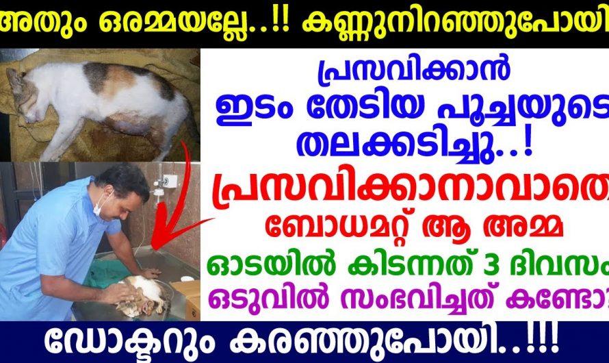 വയറ്റിൽ ചുമന്നു നടന്ന കുഞ്ഞുങ്ങളെ പ്രസവിക്കാൻ ആകാതെ ഒരു അമ്മ പൂച്ച. ഇത് നിങ്ങൾ കാണാതെ പോകല്ലേ…