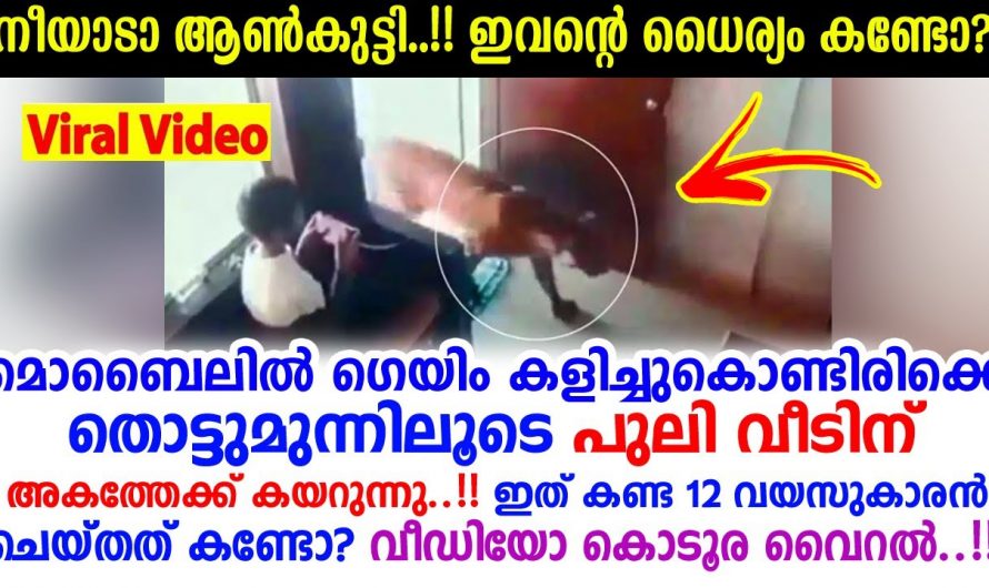 കൺമുന്നിൽ കണ്ട പുള്ളി പുലി എന്ന സത്യം വിശ്വസിക്കാനാവാതെ 12 വയസ്സുകാരൻ…