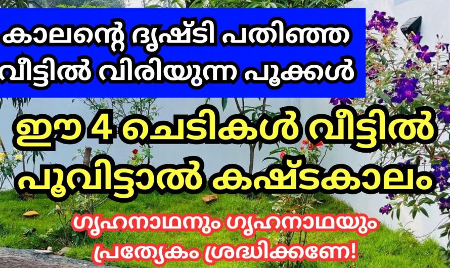 വീട്ടിൽ വളർത്തിയാൽ ദോഷം വിളിച്ചു വരുത്തുന്ന ചില ചെടികൾ ഏതെല്ലാം എന്നറിയാൻ ഇത് കാണുക…