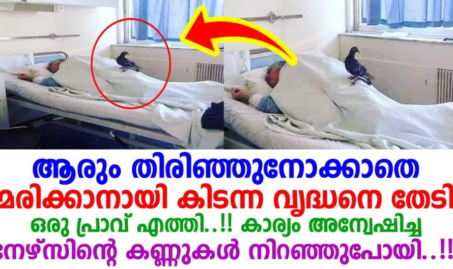 സ്വന്തമായി ആരുമില്ലാതെ ആശുപത്രി കിടക്കയിൽ ആയ  ഒരു വൃദ്ധന് കൂട്ടായി ഒരു പ്രാവ്…